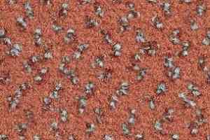 Ковролин Balsan Impression Roll 470 фото  | FLOORDEALER